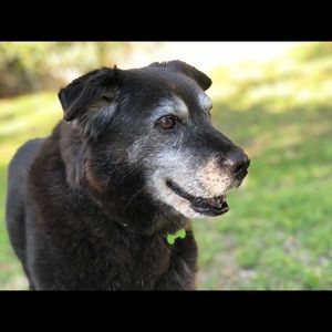 Meet your Posher, Susan